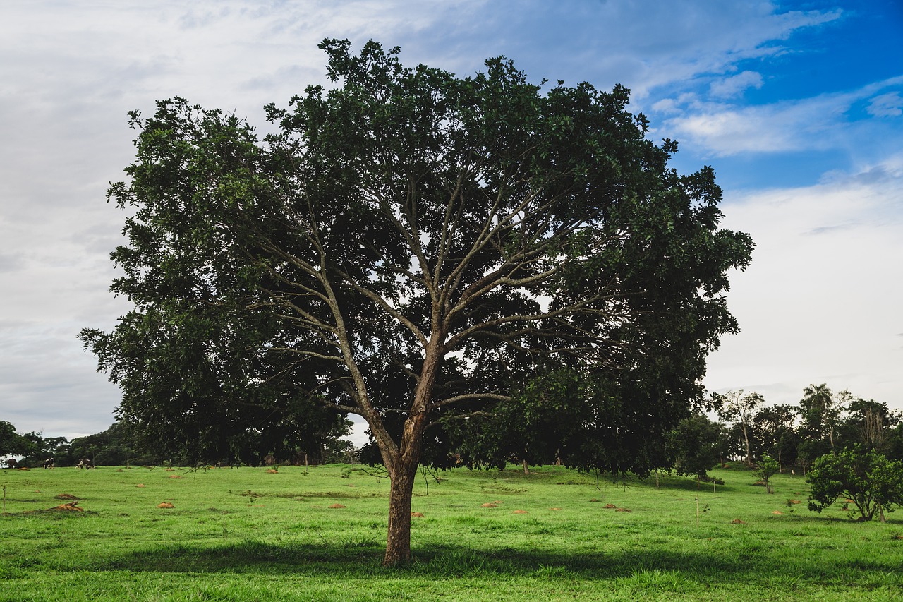 Dia Mundial do Meio Ambiente: Moda e Sustentabilidade